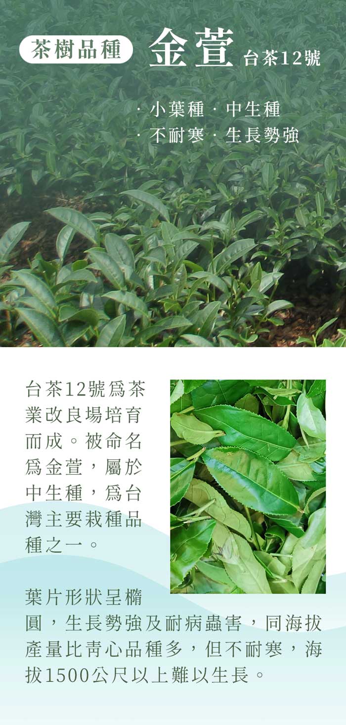 六奉茶莊】阿里山太和金萱茶-四兩-150g