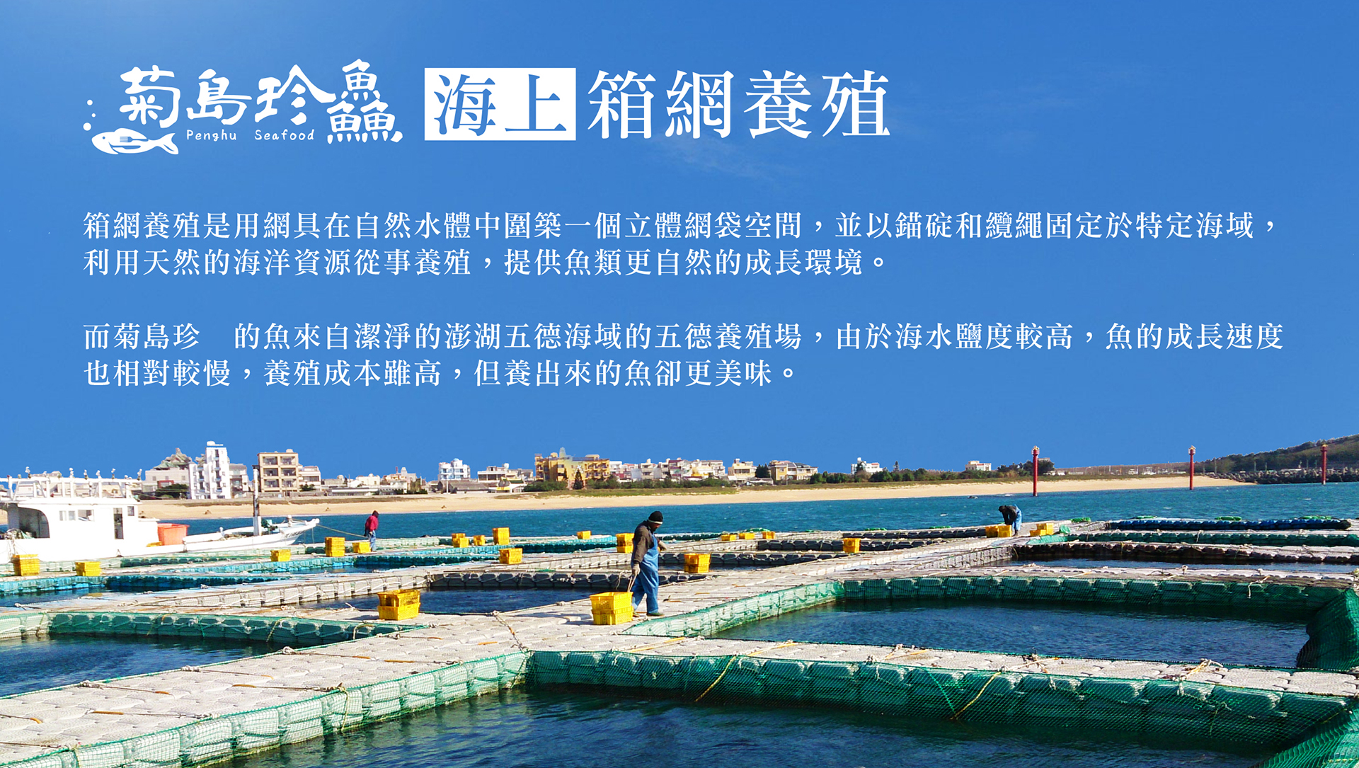 大西洋鯛全魚 菊島珍鱻 澎湖水產專賣