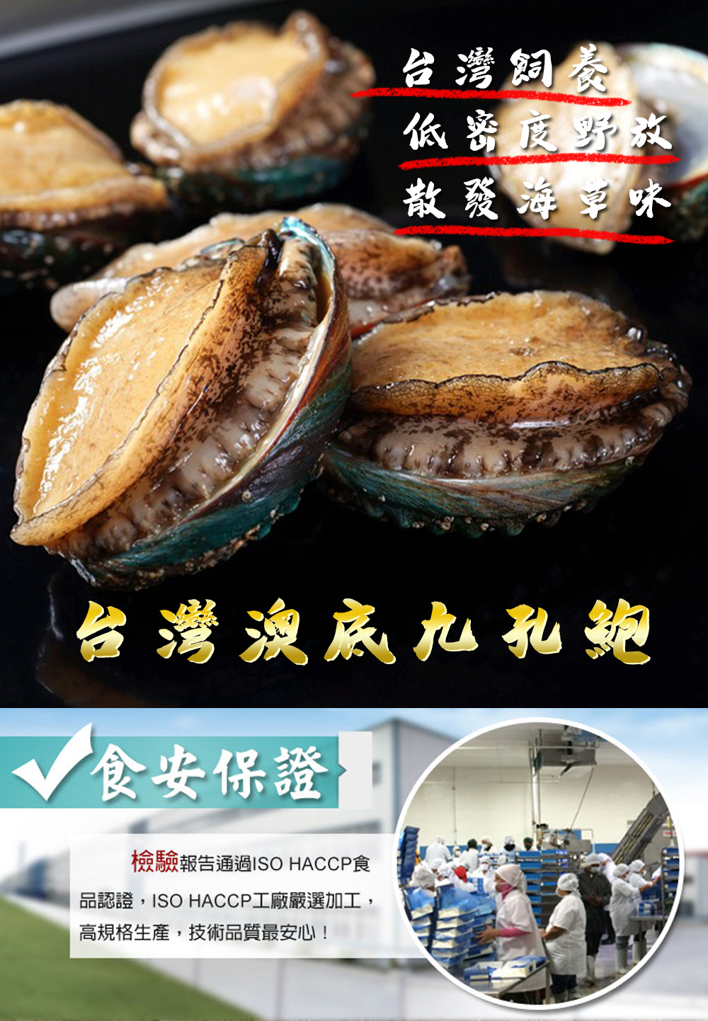台灣澳底九孔鮑 海揚鮮物 海鮮水產批發直營店