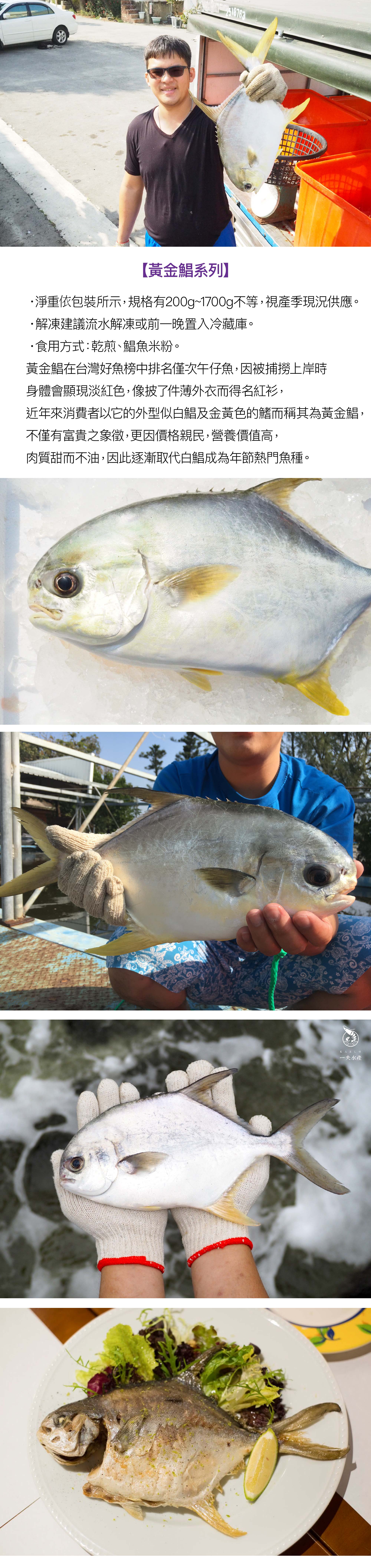 黃金鯧全魚二去 好生凍 一夫水產