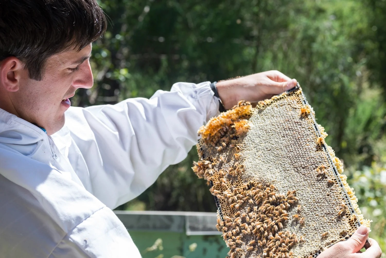 紐西蘭 Bees Brilliance 專業人員正在視察天然蜂場