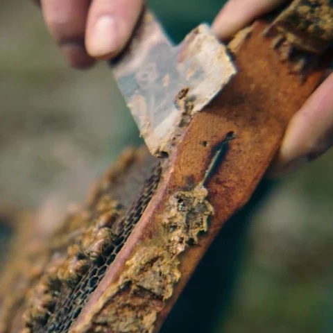 紐西蘭蜂膠 - 富含生物類黃酮的肌膚守護者