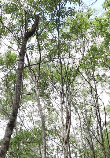 台灣原生植物林 百分之95源自天然