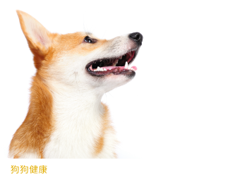 the natural dog pet food market