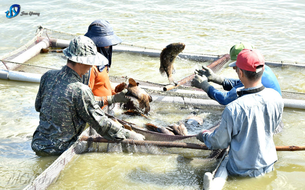來自純樸的永安，憨直漁民用心養殖的石斑魚
