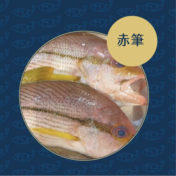 赤筆 五二吃魚