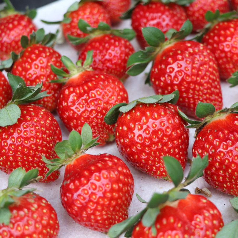 莓好果物 當地直送現採草莓 測試網站029