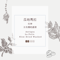 瓜地馬拉 花神 水洗慢乾