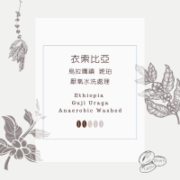 衣索比亞 古吉 烏拉嘎鎮 琥珀 厭氧水洗