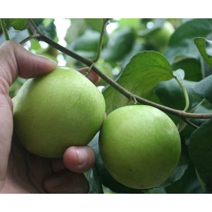 高樹爆漿珍蜜蜜棗 5台斤 (約24粒) /箱 (中果)