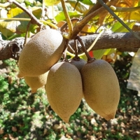 南投黃金奇異果 甜度18度